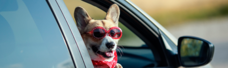Next Kane County Animal Control Drive-Thru Rabies Vaccination Clinic Set For June 4
